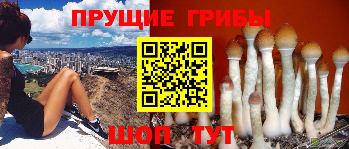 Псилоцибиновые грибы Psilocybe  Вход с VPN  Амурск 